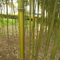 景观观赏竹子 竹子苗 批发销售