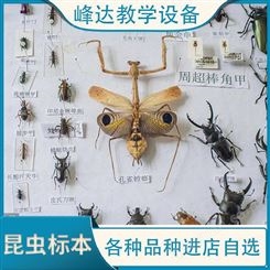 昆虫标本 昆虫生活史 峰达老店专业加工标本   欢迎联系  量大从优  欢迎订购