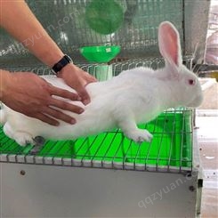 种兔 新西兰兔活体 新西兰肉兔养殖 活体新西兰兔小苗 厂家报价 种兔养殖