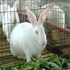 新西兰种兔价格 新西兰肉兔种兔供应 包送货 提供养殖笼具 种兔养殖