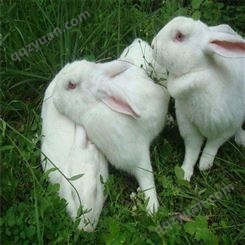 新西兰肉兔 肉兔活体兔 纯种小兔苗 八点黑兔小兔子 新西兰肉兔 种兔养殖