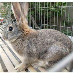 比利时肉兔养殖 养殖技术推荐 比利时兔肉兔  比利时兔种兔 种兔养殖场