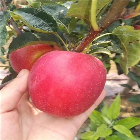 矮化鲁丽苹果苗种植 瑞硕农业  鲁丽苹果苗
