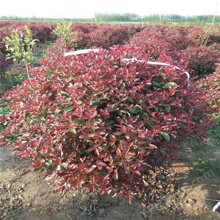 公鼎苗木--红叶石楠基地全年销售70厘米红叶石楠
