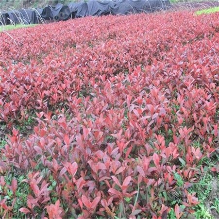8公分红叶石楠基地 60厘米红叶石楠-- 公鼎苗木