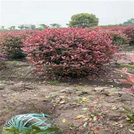 公鼎苗木--8公分红叶石楠供应70厘米红叶石楠