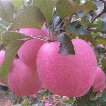 为您服务 m9t337苹果 瑞硕农业 实力强大 苹果小苗