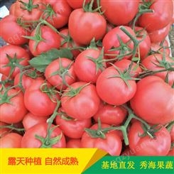 弧三精品硬粉西红柿_产地直销_量大优惠
