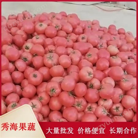 供应硬粉西红柿 农家果园种植 生吃炒菜均可 大量现货