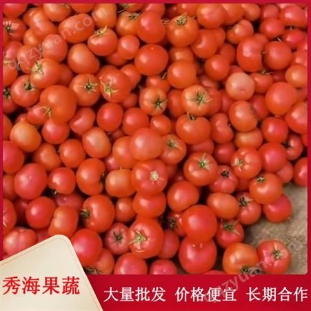 供应硬粉西红柿 农家果园种植 生吃炒菜均可 大量现货