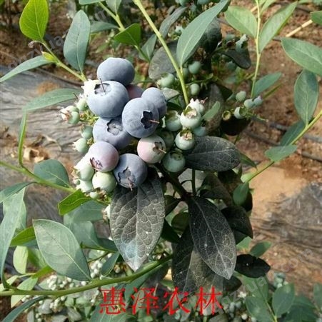 山东蓝莓批发口感香甜 惠泽农林