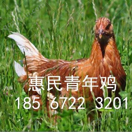 广西南宁 柳州 桂林 梧州青年鸡厂家 60天青年鸡养殖场家
