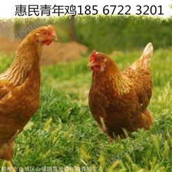 福建青年鸡厂家汇总 蛋鸡青年鸡品牌
