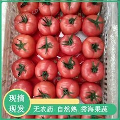 基地供应新鲜蔬菜生吃自然熟沙瓤大番茄粉番茄包邮
