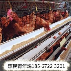 河南省惠民青年鸡 供应高产蛋率60日龄海兰褐青年鸡
