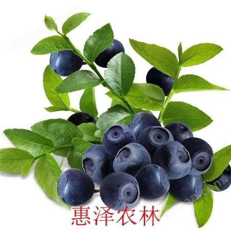 山东蓝莓批发口感香甜 惠泽农林