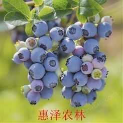蓝莓 新鲜水果 现采现卖 蓝莓果价格