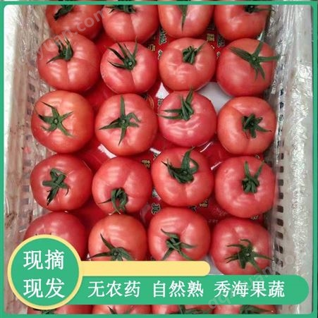 现摘先发新鲜露天硬粉西红柿农家番茄基地供应