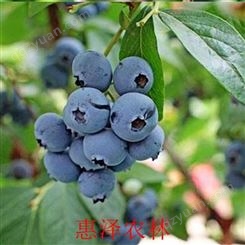 自然成熟蓝莓果 营养健康 优质水果