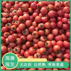 山东西红柿种苗培育基地 小西红柿苗 耐寒抗死棵西红柿苗