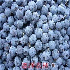 惠泽农林 蓝莓的吃法 蓝莓品种排名