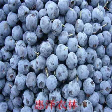 惠泽农林 蓝莓的吃法 蓝莓品种排名