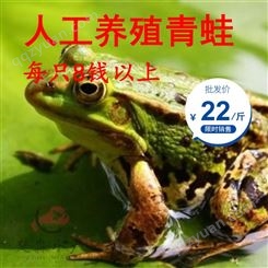 2021年8月人工养殖青蛙/鲜活青蛙/田鸡/稻田蛙每只8钱以上鲜活青蛙批发22元每斤30斤起售
