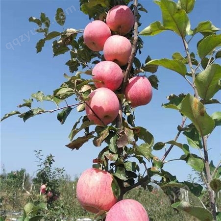 寻找大量红富士苹果商 冷库红富士苹果膜代价格 代收苹果 市场价格