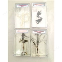 植物保色浸制 根茎叶花果皮分类标本 植物浸制标本制作