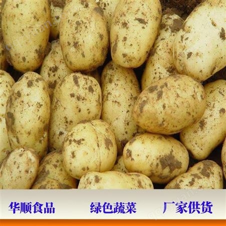 大马铃薯 采用清洗风干方式 基地供货 蔬菜厂家现货 华顺食品