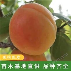 优良杏树苗 厂家供应 金太阳杏多品种杏苗 易栽种嫁接杏苗