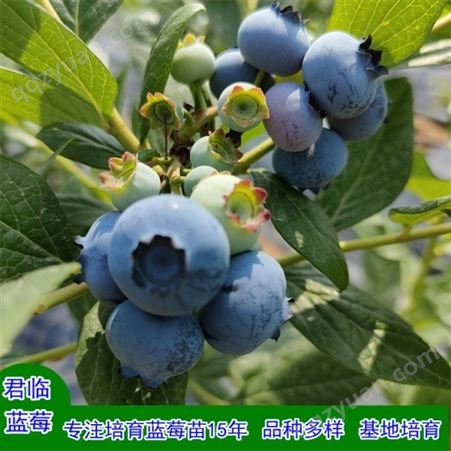 矮丛蓝莓苗 蓝莓苗培育基地 君临蓝莓苗
