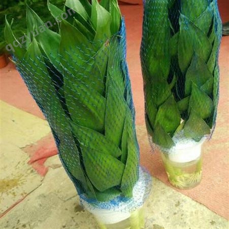 发财树保护网套 大颗绿植包装用网套 圣诞树塑料包装网 塑料保护网套厂家广州戈慕莱批发