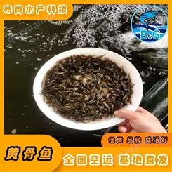 广西柳州市融水县黄骨鱼养殖基地批发供应