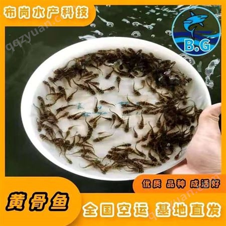 广西柳州市鱼峰现在黄骨鱼一斤批发厂家