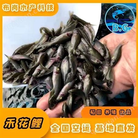 广西南宁市西乡塘禾花鲤适合水温度生产厂家