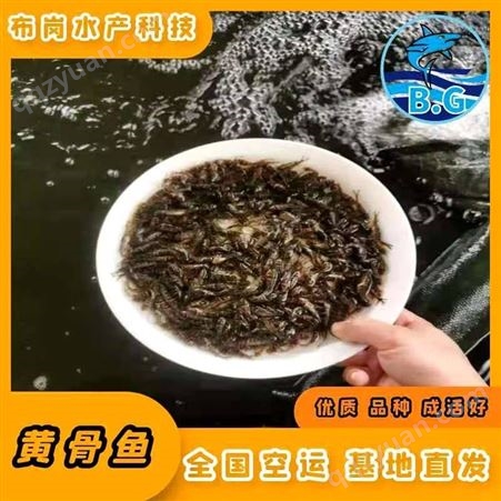 广西柳州市鱼峰现在黄骨鱼一斤批发厂家