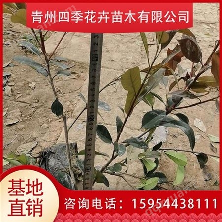 红叶石楠球 红叶石楠栽培 烟台红叶石楠基地出售
