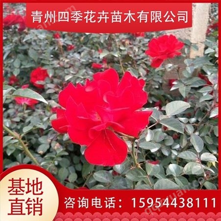 品种月季 红帽月季价格 四季大花月季小苗种植