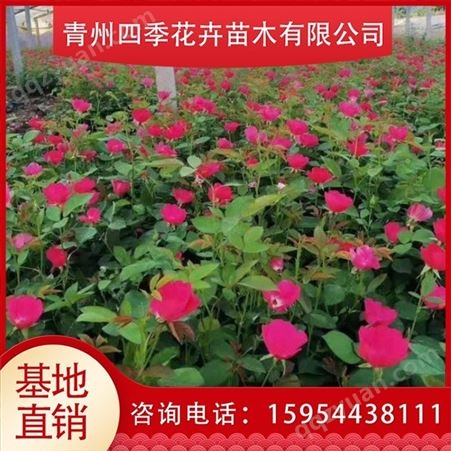 品种月季 红帽月季价格 四季大花月季小苗种植