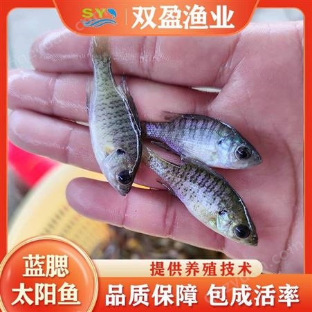 淡水养殖基地 出售 蓝鳃太阳鱼苗 鲜活水产种苗 包邮到家
