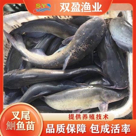 双盈水产出售叉尾鮰鱼苗 俗称叉尾鱼苗 高产养殖淡水活体鱼苗