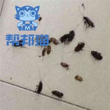 黄埔九龙镇灭蚊子杀蟑螂 消杀白蚁 除苍蝇上门价格多少