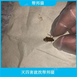 从化区吕田镇家居白蚁治理 怎么快速有效的消灭蟑螂