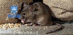 广州黄村除老鼠灭老鼠 消杀老鼠 捉老鼠上门价格多少