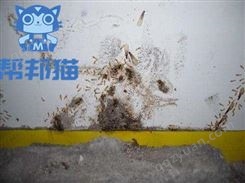 番禺石壁街道灭螨虫除老鼠 杀蟑螂 防治白蚁上门价格多少