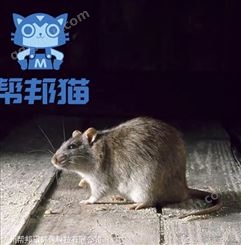 广州东涌除老鼠灭老鼠 消杀老鼠 杀老鼠上门价格多少