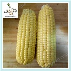 正宗白糯玉米 当季农产品现摘现发 鲜香黏粗粮黄玉米